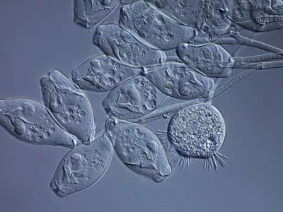 Purificazione biologica